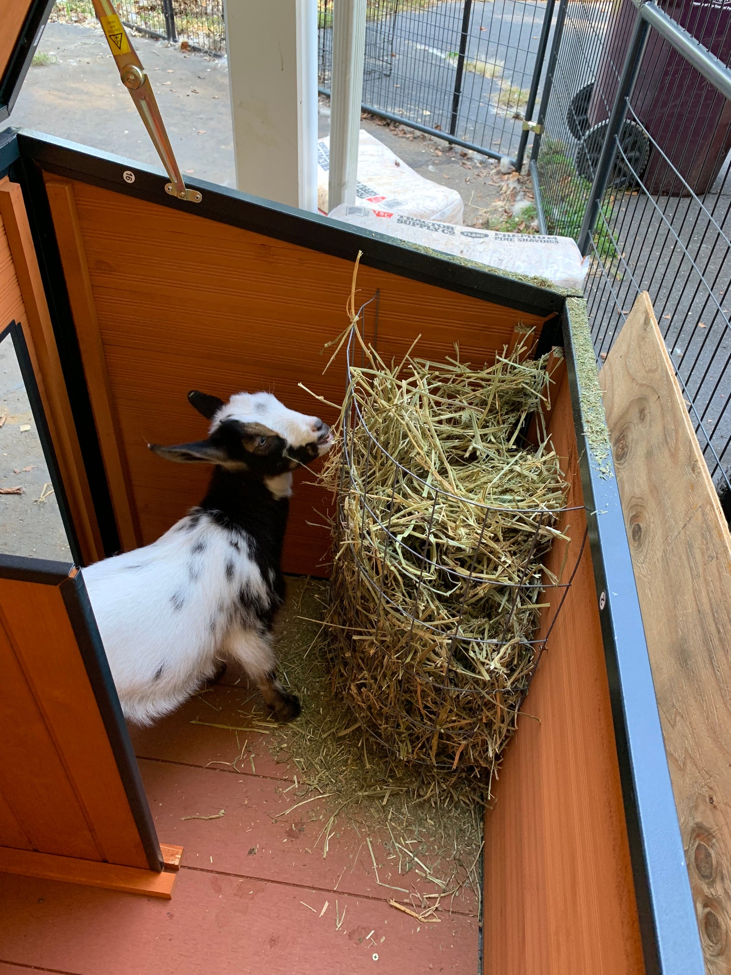 Goat Manure