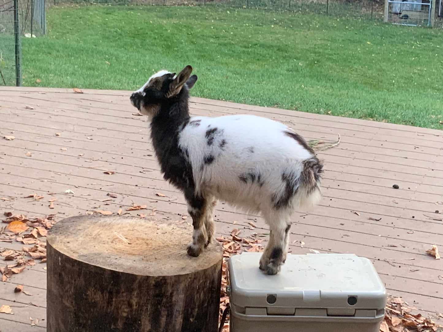 Goat Manure