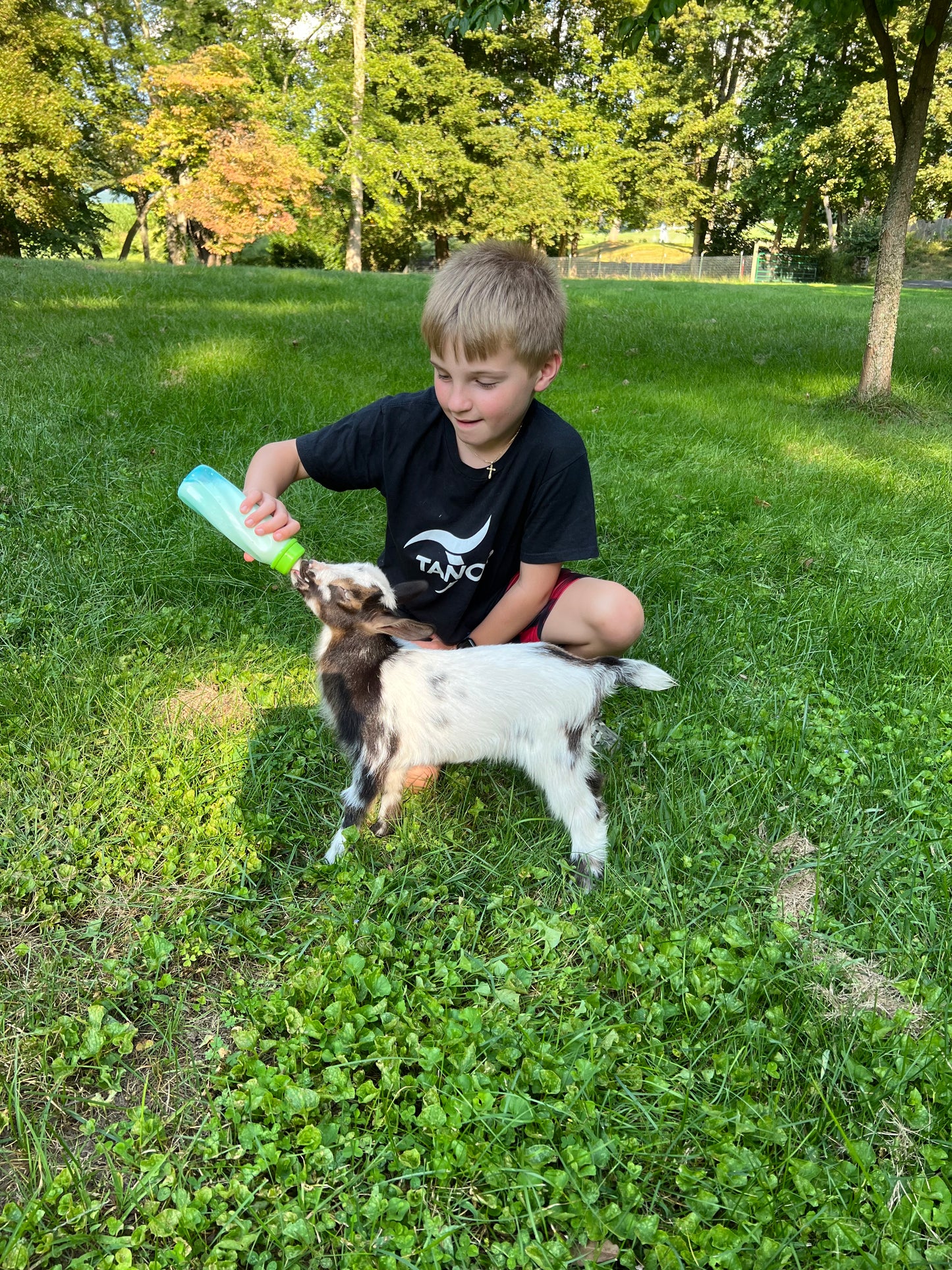 Goat Manure