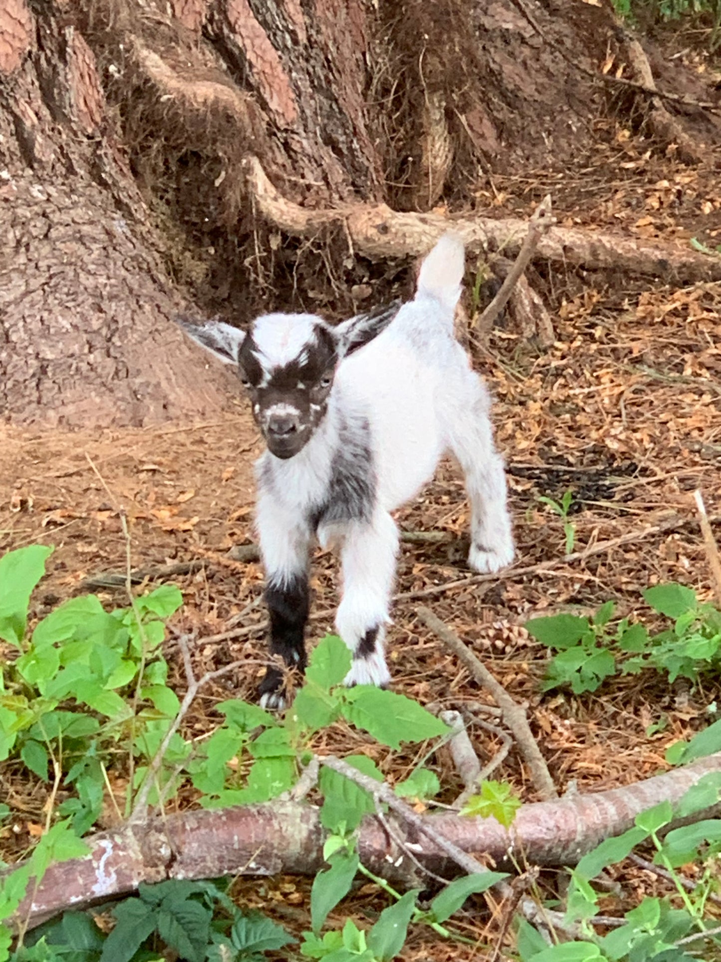 Goat Manure