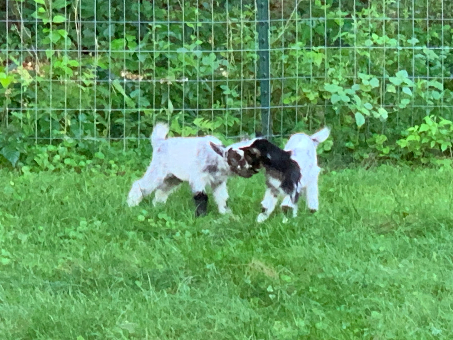 Goat Manure