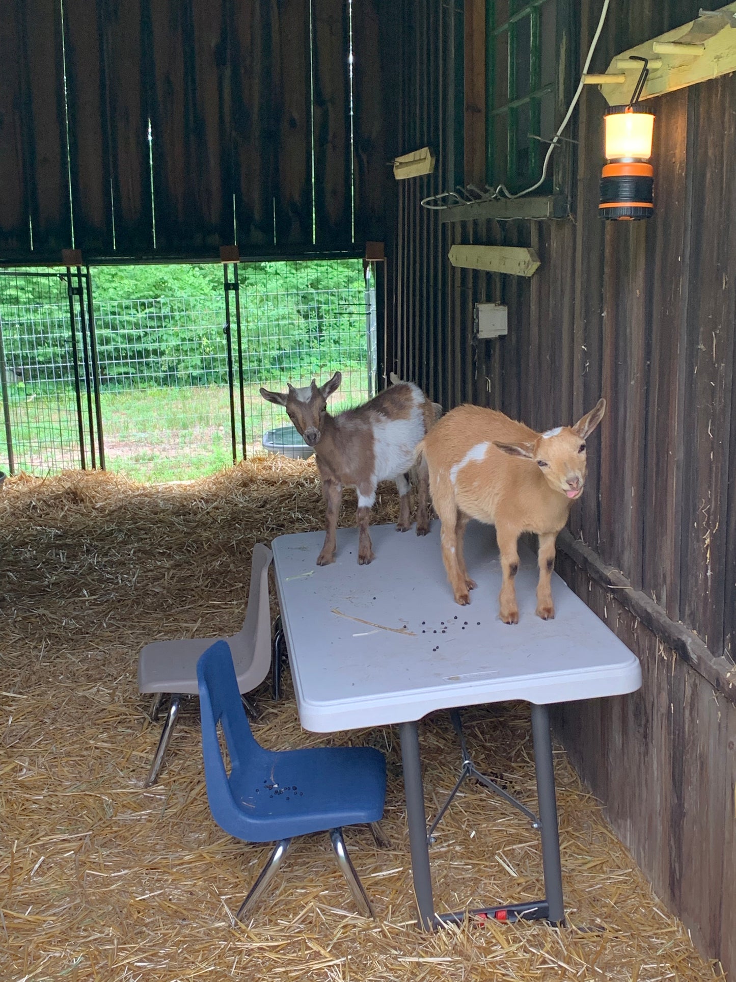 Goat Manure