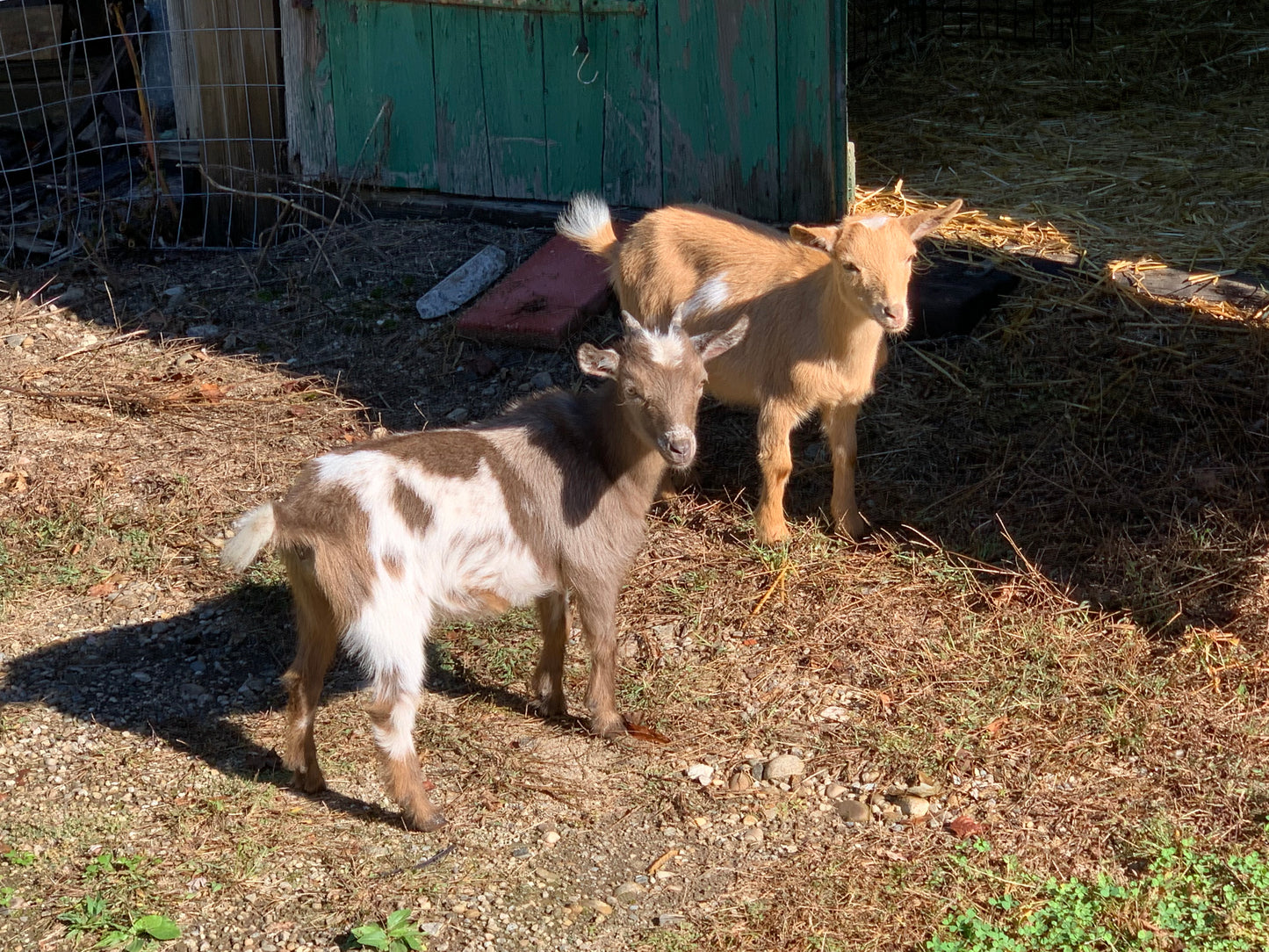 Goat Manure