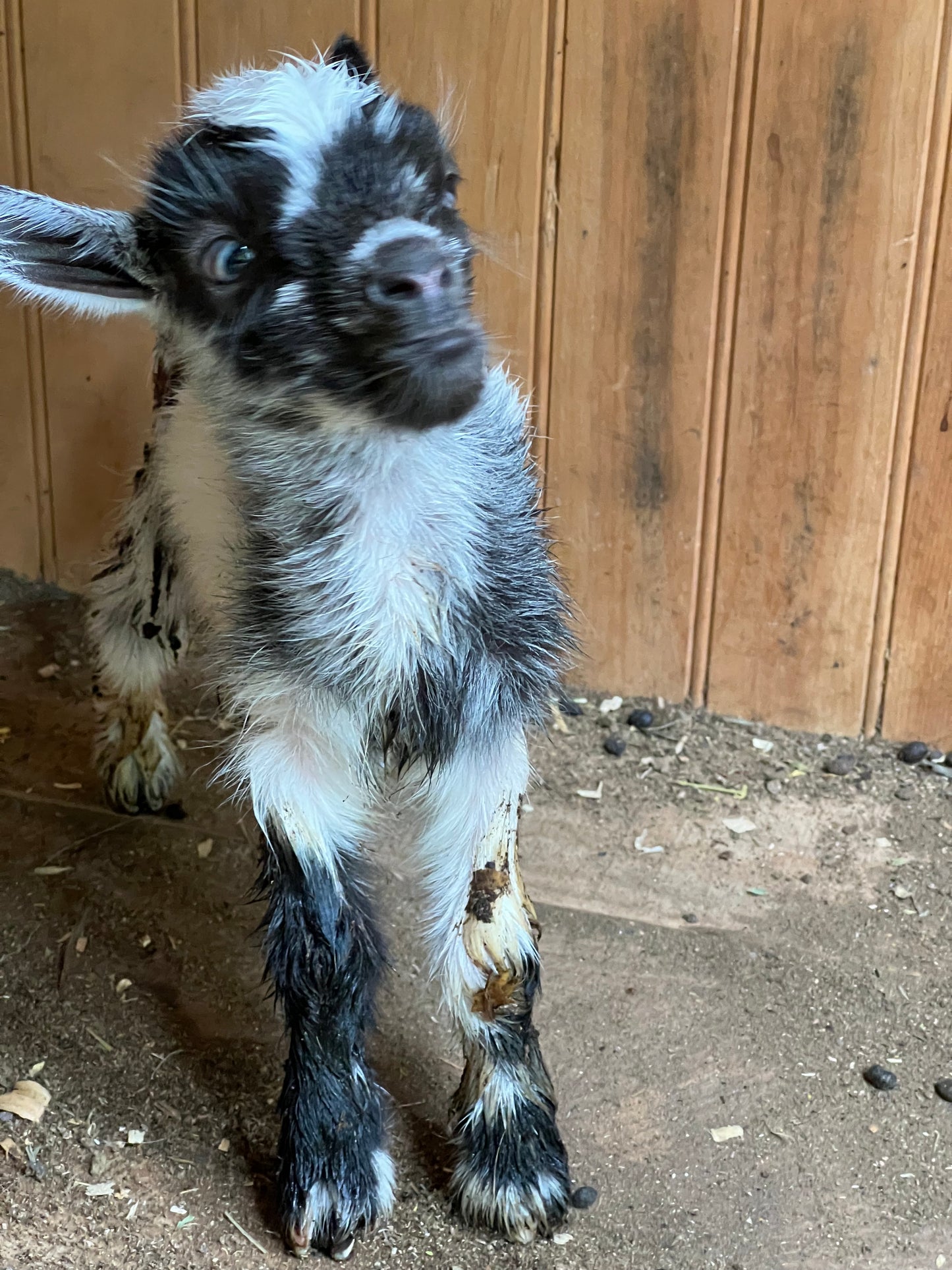 Goat Manure