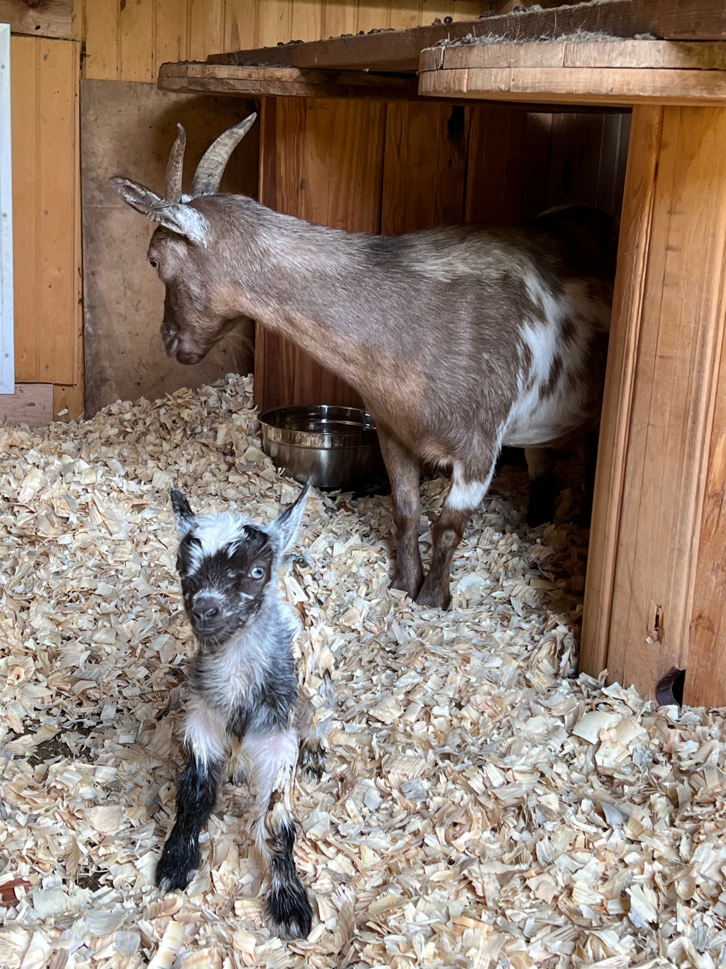 Goat Manure