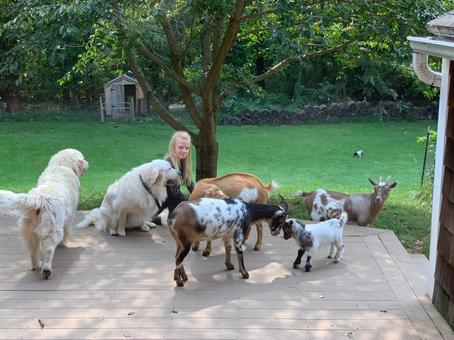 Goat Manure