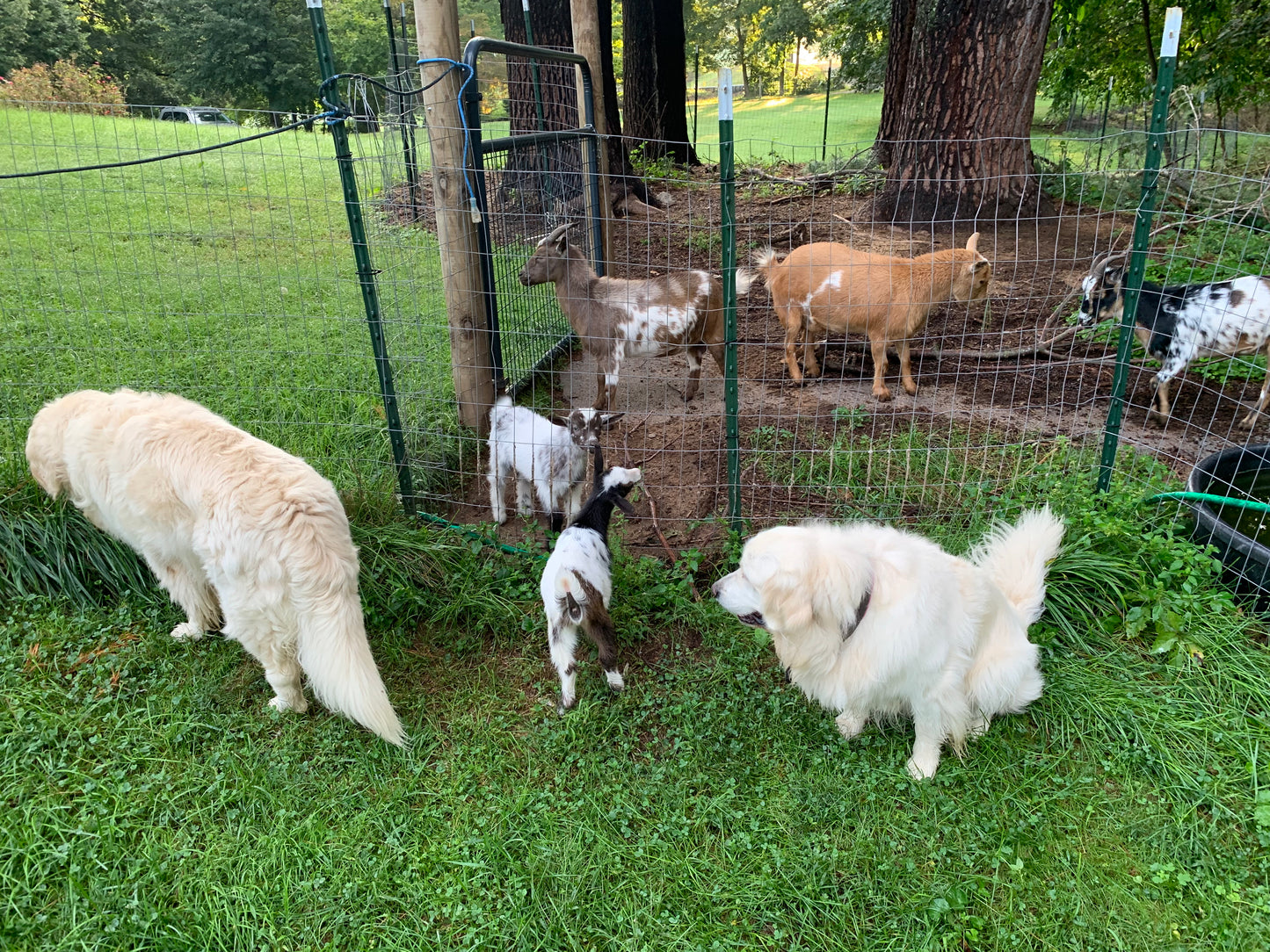 Goat Manure